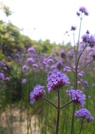 简单不简单小说最新章节
