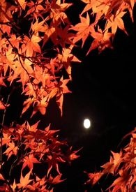 朝秦暮楚txt下载